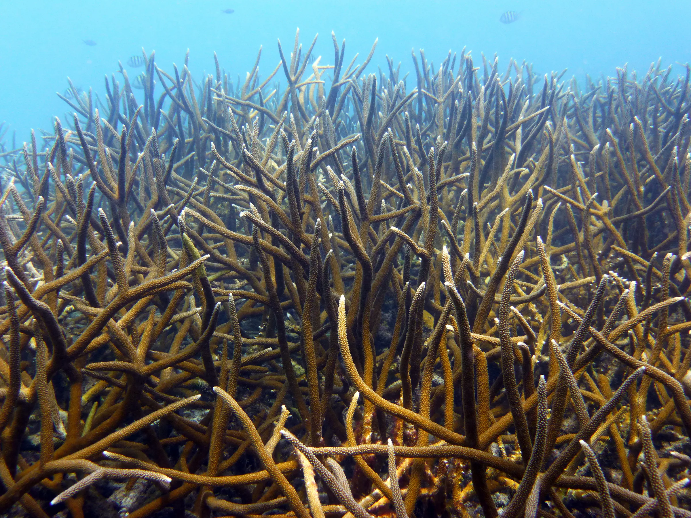 Bonaire underwater photograph, 2013