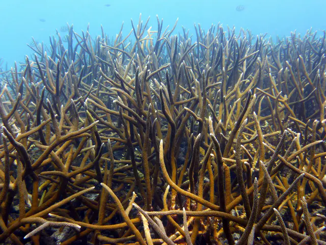 Underwater photograph by Joel Bergsma