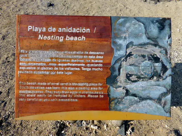 Nesting beach for the marine iguanas