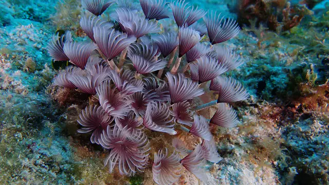 Underwater photograph by Joel Bergsma
