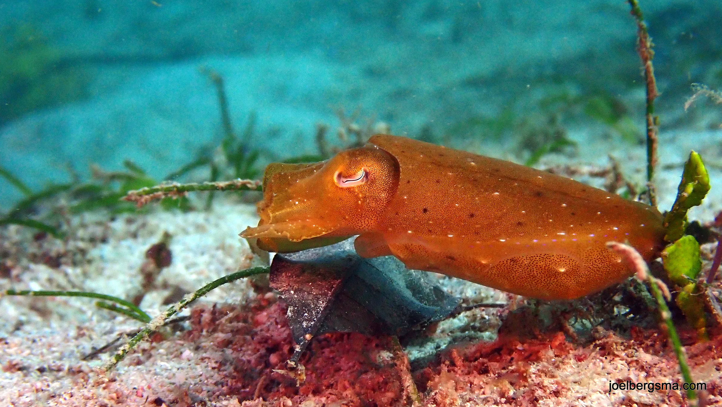 Philippines underwater photograph, 2022