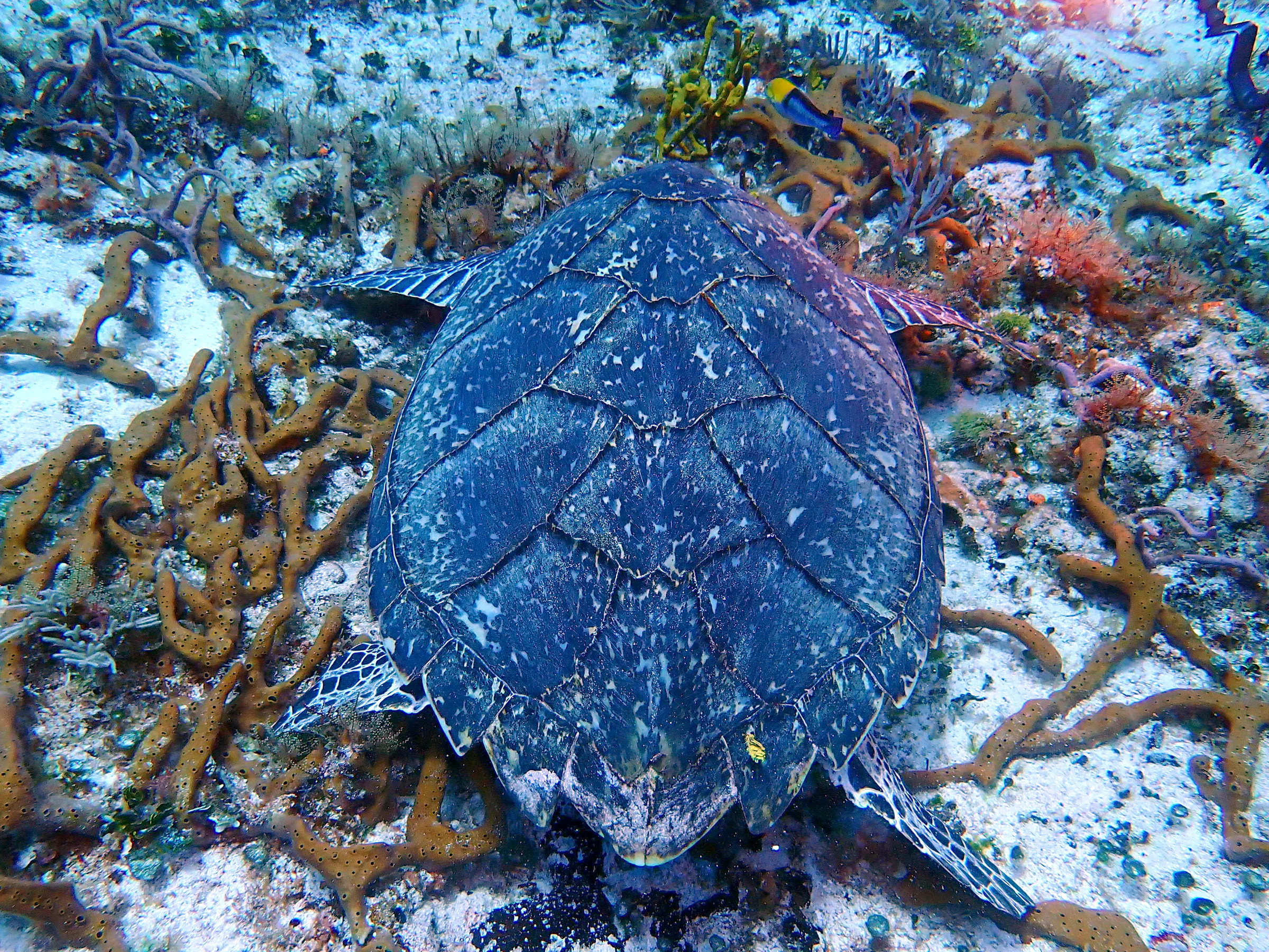 Cozumel underwater photograph, 2023