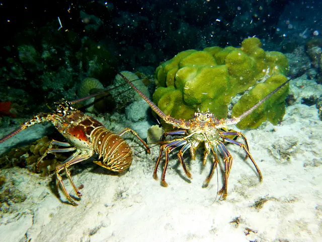 Underwater photograph by Joel Bergsma