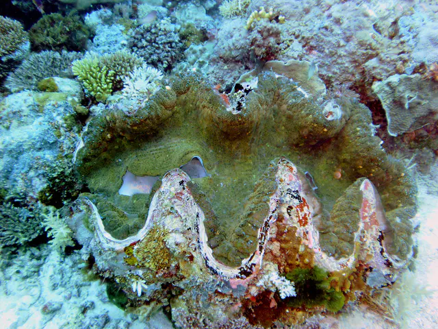 Giant Clam (speckled green color) rests in the Ulong Channel.  A clam this size can be 200 years old.  It's about 4' across.   "Clams feed on plankton by filter feeding. Clams filter feed by drawing in water containing food using an incurrent siphon. The food is then filtered out of the water by the gills and swept toward the mouth on a layer of mucus. The water is then expelled from the animal by an excurrent siphon." [Wikipedia.]