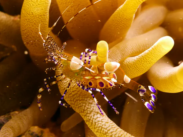 Underwater photograph by Joel Bergsma