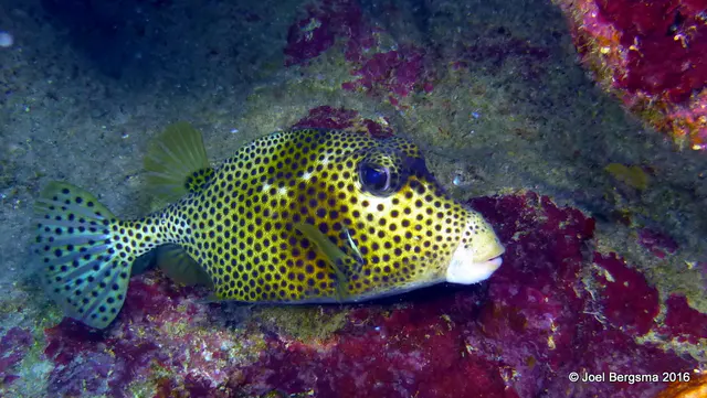 Underwater photograph by Joel Bergsma