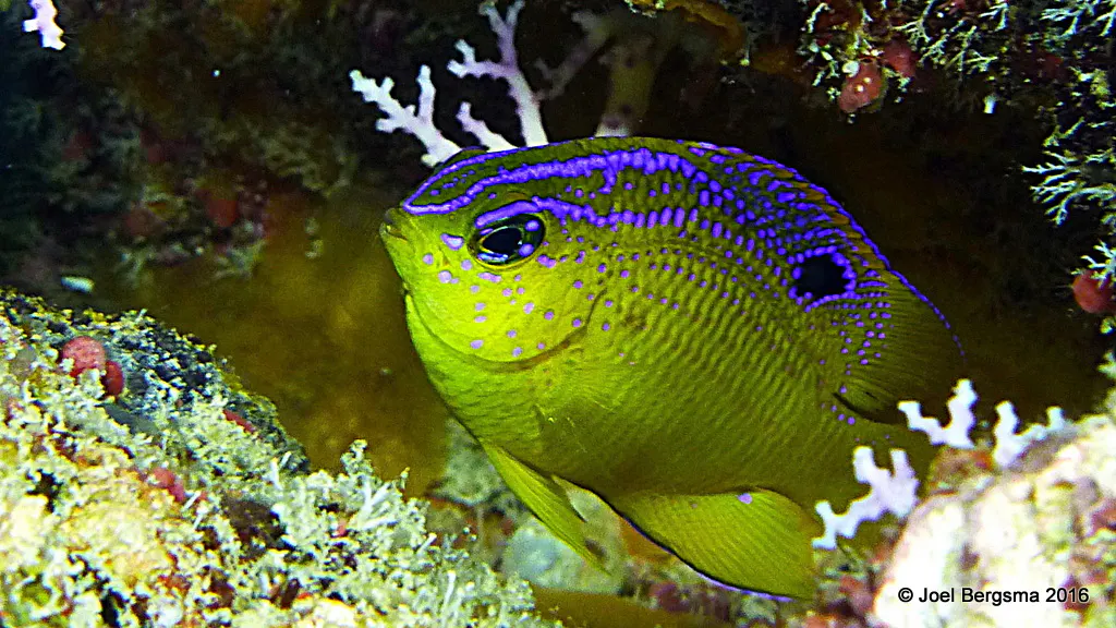 Underwater photograph by Joel Bergsma