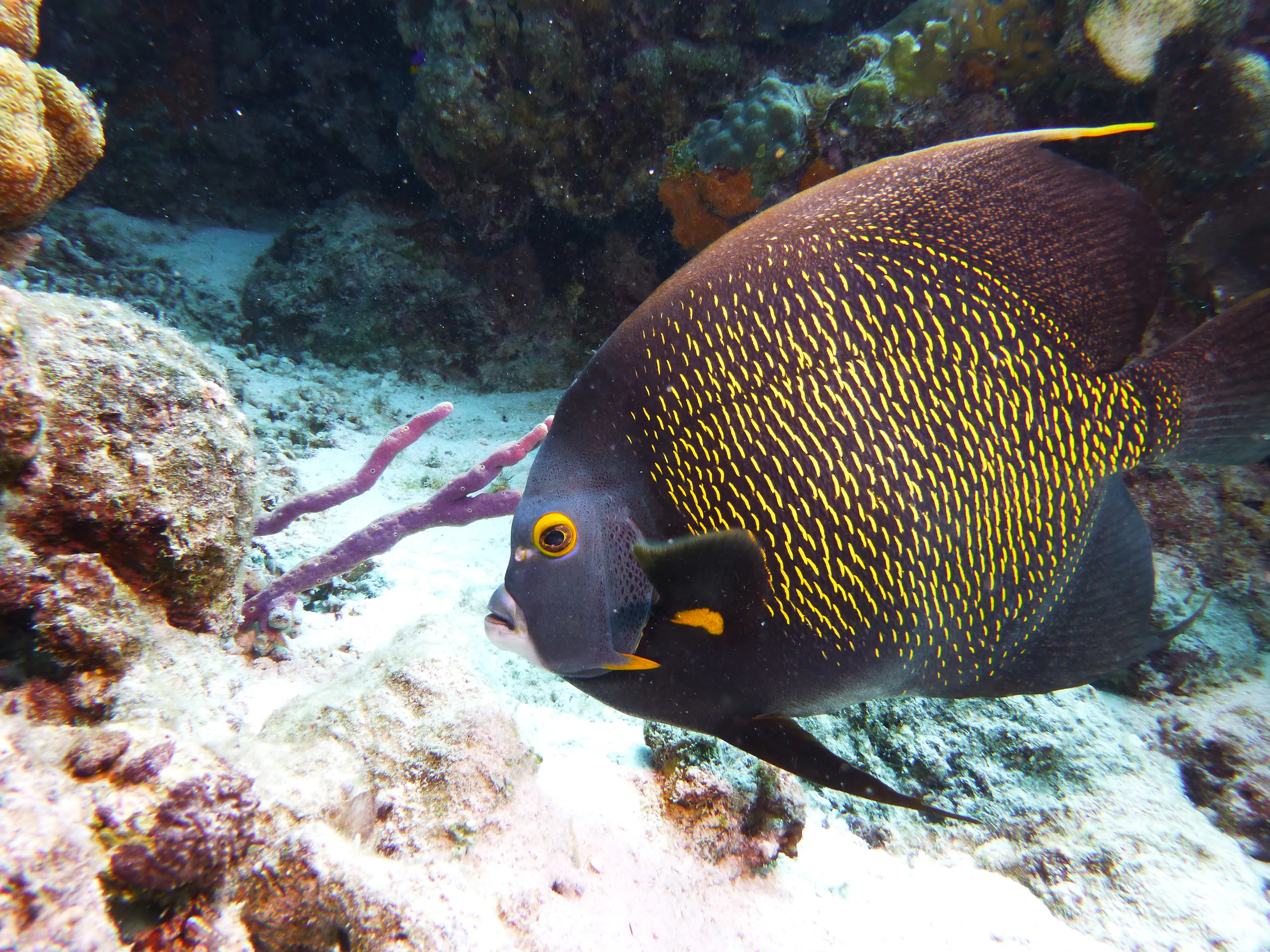 French Angelfish, Bonaire, 2013