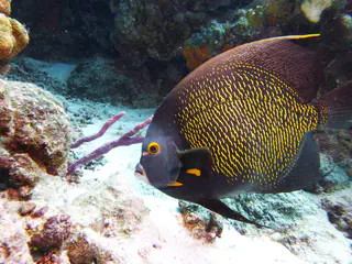 Underwater photograph by Joel Bergsma