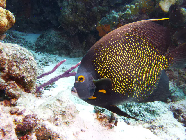 Underwater photograph by Joel Bergsma