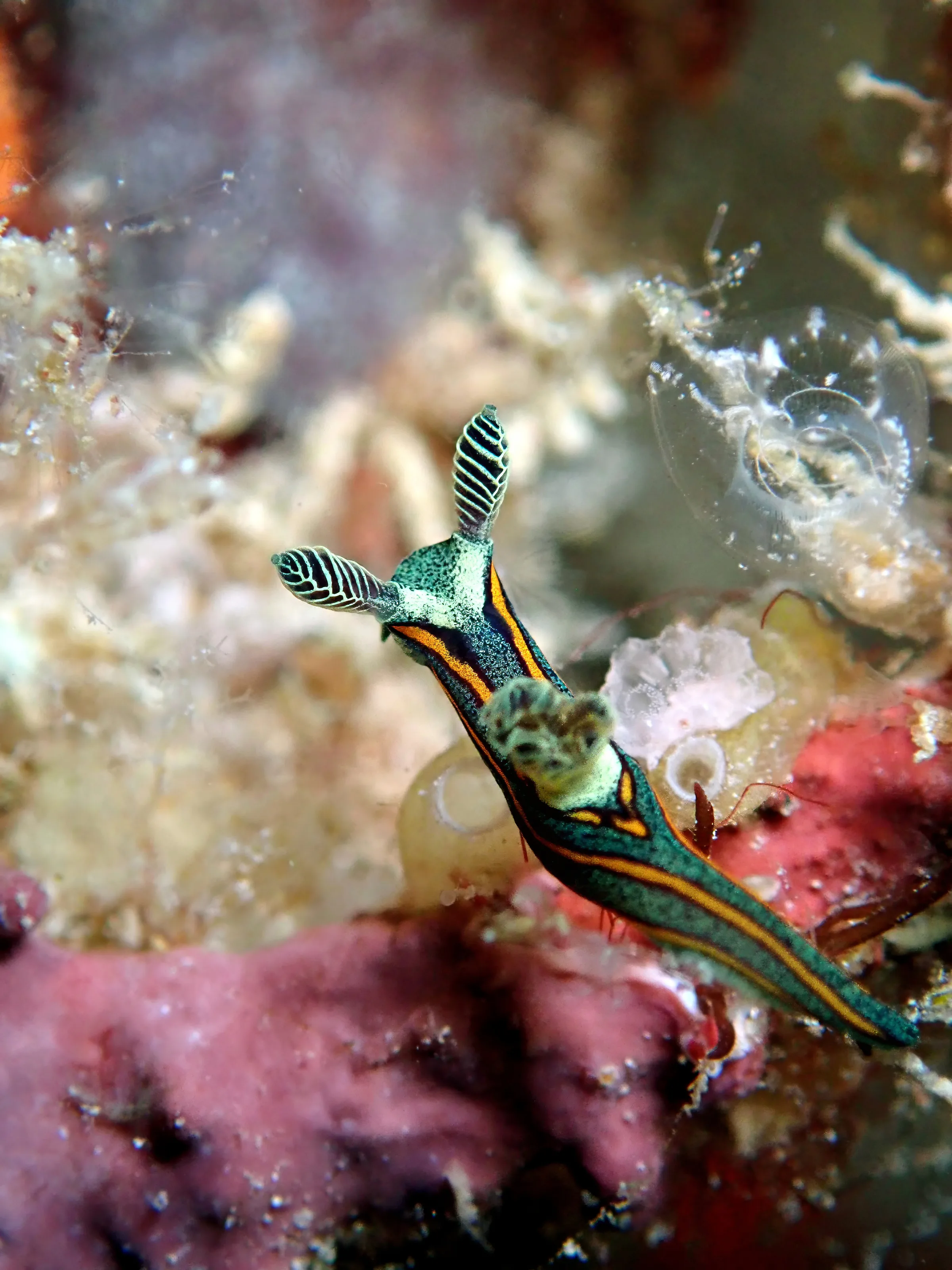 Sipadan, Mabul and Kapalai underwater photograph, 2023