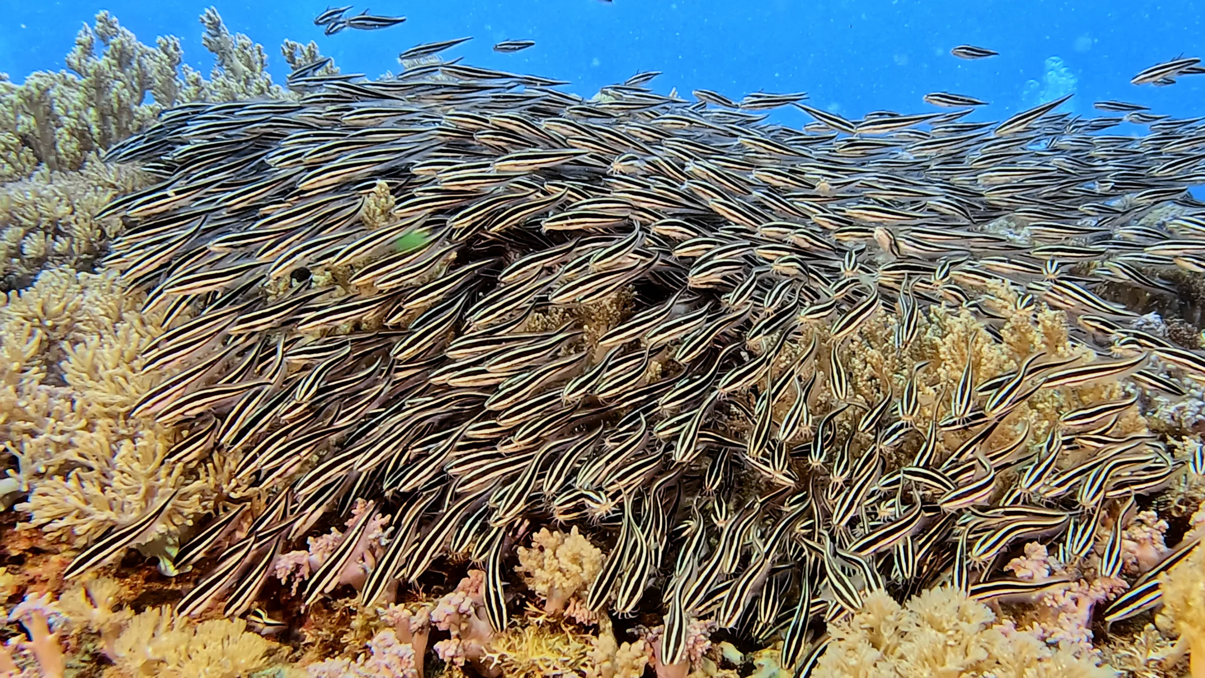 Philippines underwater photograph, 2026