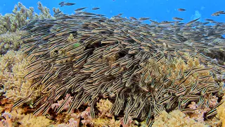 Underwater photograph by Joel Bergsma