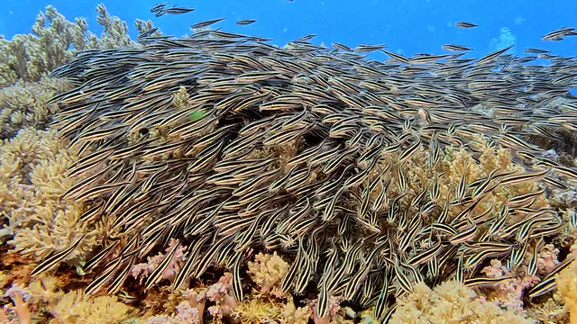 Underwater photograph by Joel Bergsma