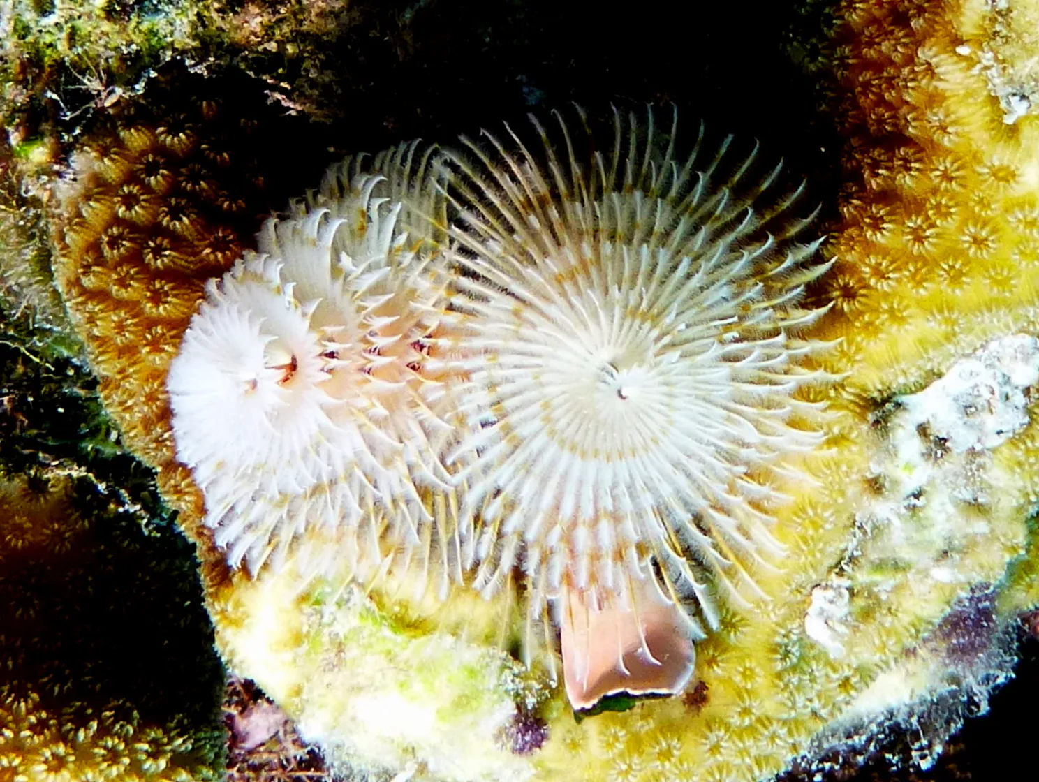 Christmas Tree Worm, Bonaire, 2013