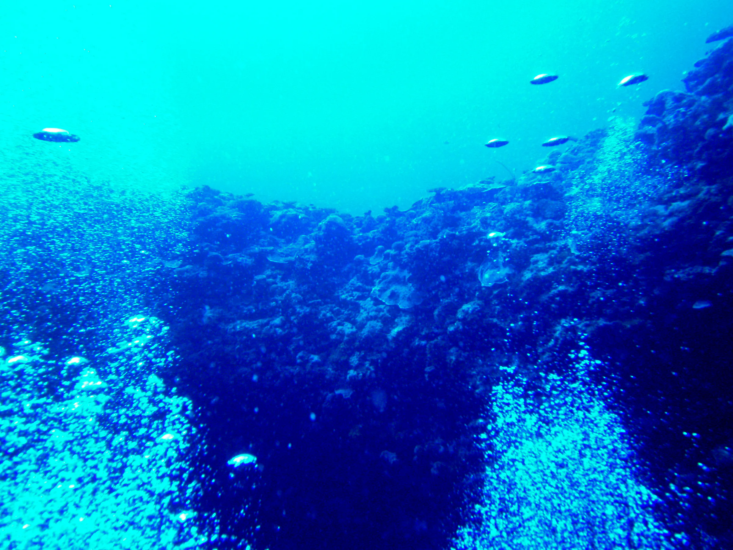 Entry wall of the Coral Bridge divesite.