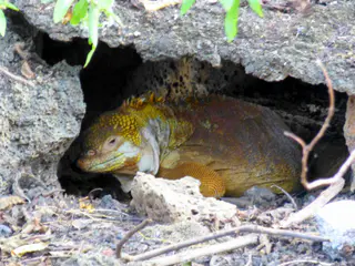 Baltra land Iguana at the Darwin Research Center in Puerto Ayora, Santa Cruz, Galapagos.