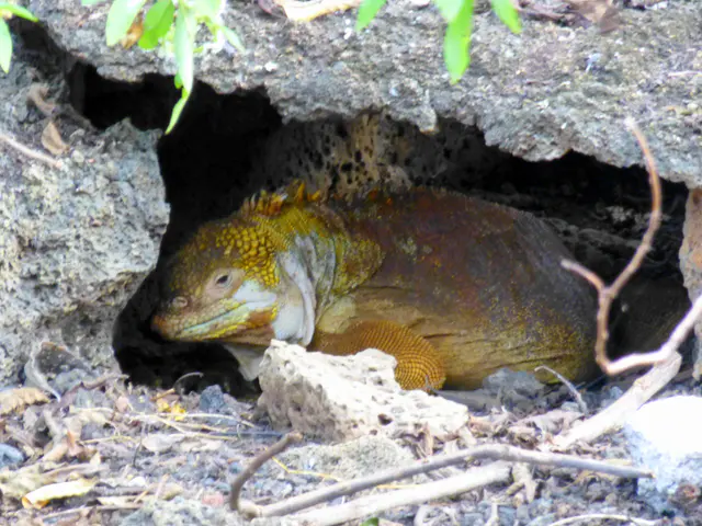 Baltra land Iguana at the Darwin Research Center in Puerto Ayora, Santa Cruz, Galapagos.