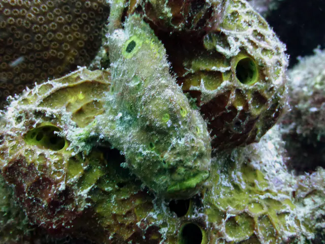 Underwater photograph by Joel Bergsma
