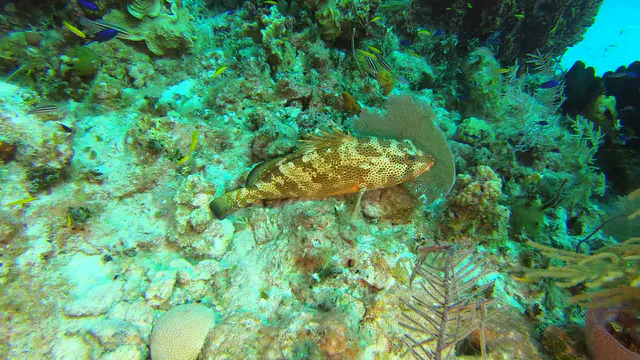 Red Hind (Grouper)