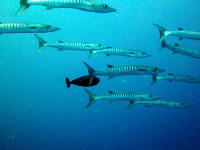 Barracuda