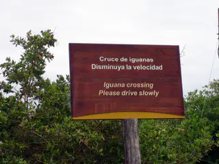 Marine Iguana crossing (from the Ocean to an inland mangrove swamp)