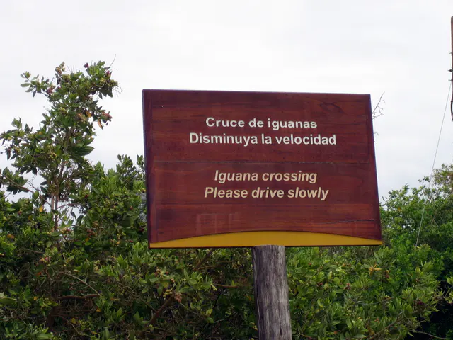 Marine Iguana crossing (from the Ocean to an inland mangrove swamp)