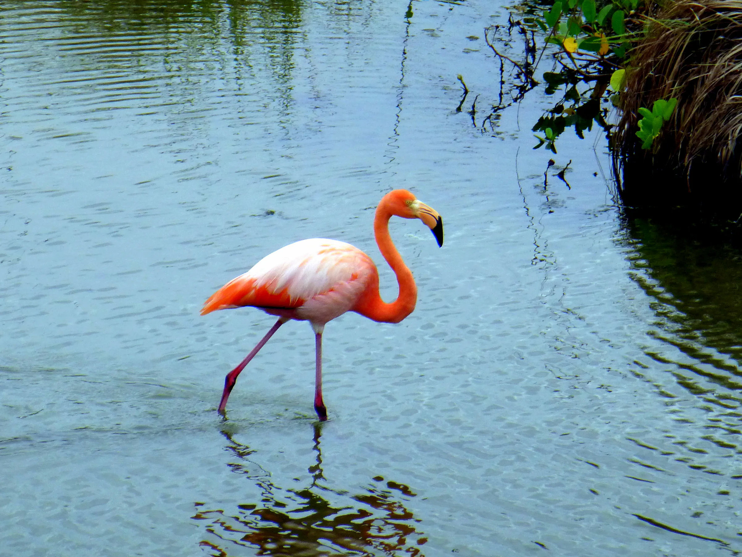 Flamingos.