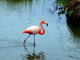 Flamingos.