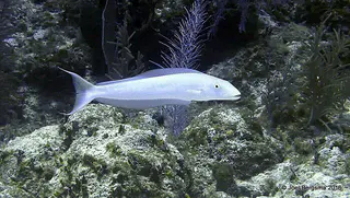 Underwater photograph by Joel Bergsma