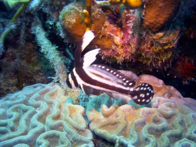 Underwater photograph by Joel Bergsma