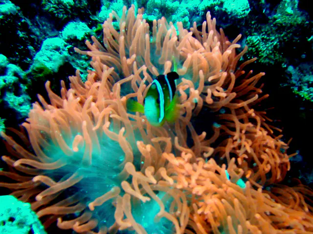 A Clark's Anemonefish and a rare pink sea anemone live symbiotically near the German Channel.  Orange-finned Anemonefish.  See Gerald Allen, et al, Reef Fish Identification - Tropical Pacific (2003) at page 64.