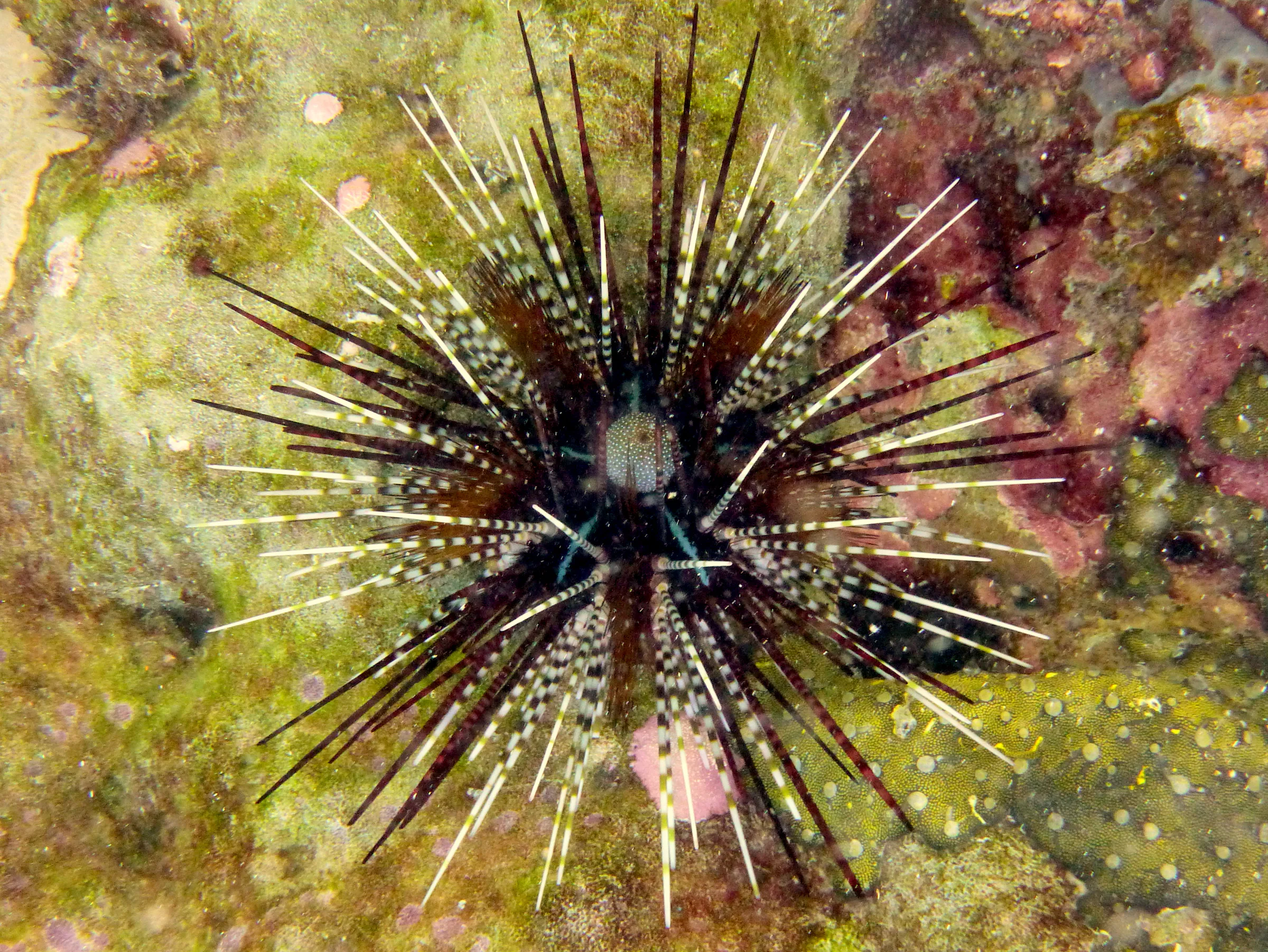 Urchin, Philippines, 2014