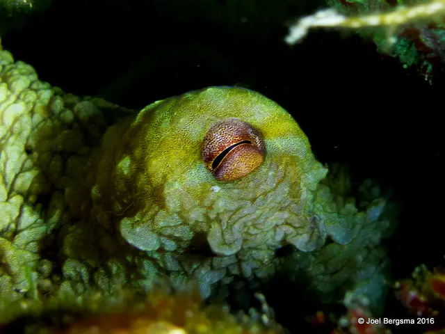 Underwater photograph by Joel Bergsma