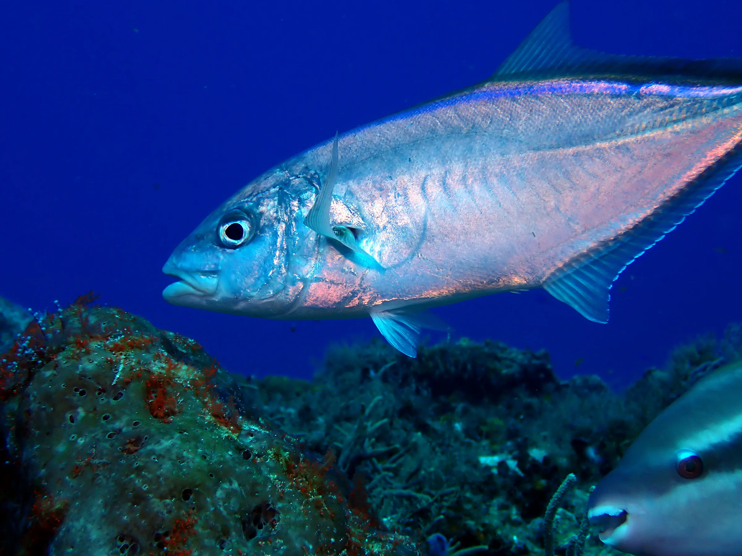 Cozumel underwater photograph, 2023