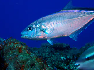 Underwater photograph by Joel Bergsma