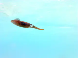 Underwater photograph by Joel Bergsma