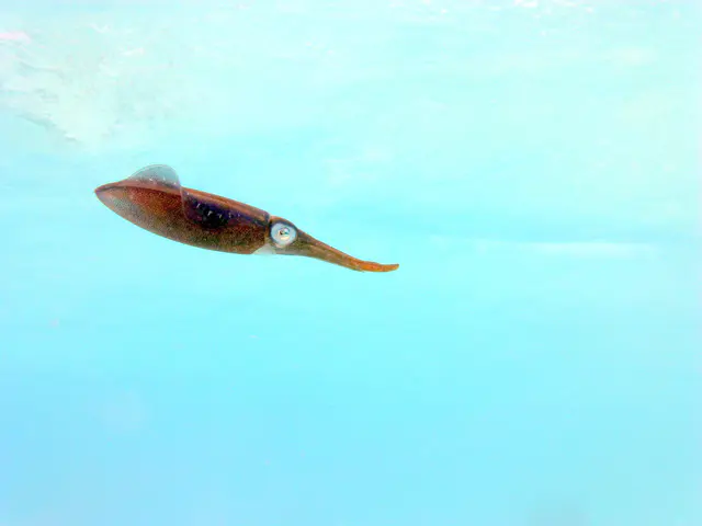 Underwater photograph by Joel Bergsma