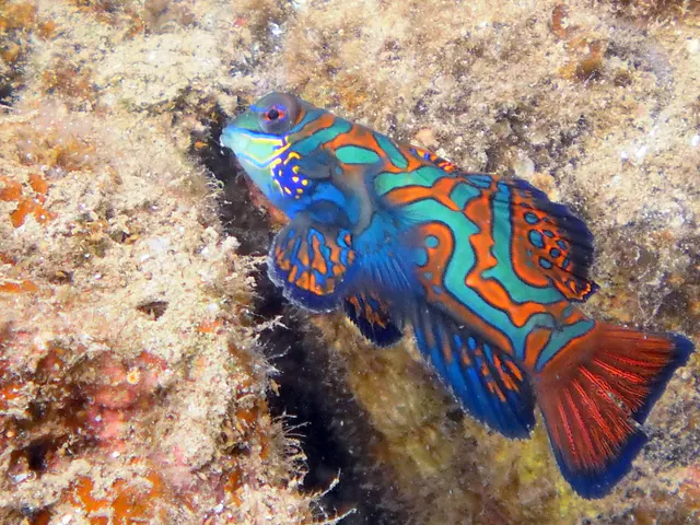 Mandarinfish. See Gerald Allen, et al, Reef Fish Identification - Tropical Pacific (2003) at page 289.