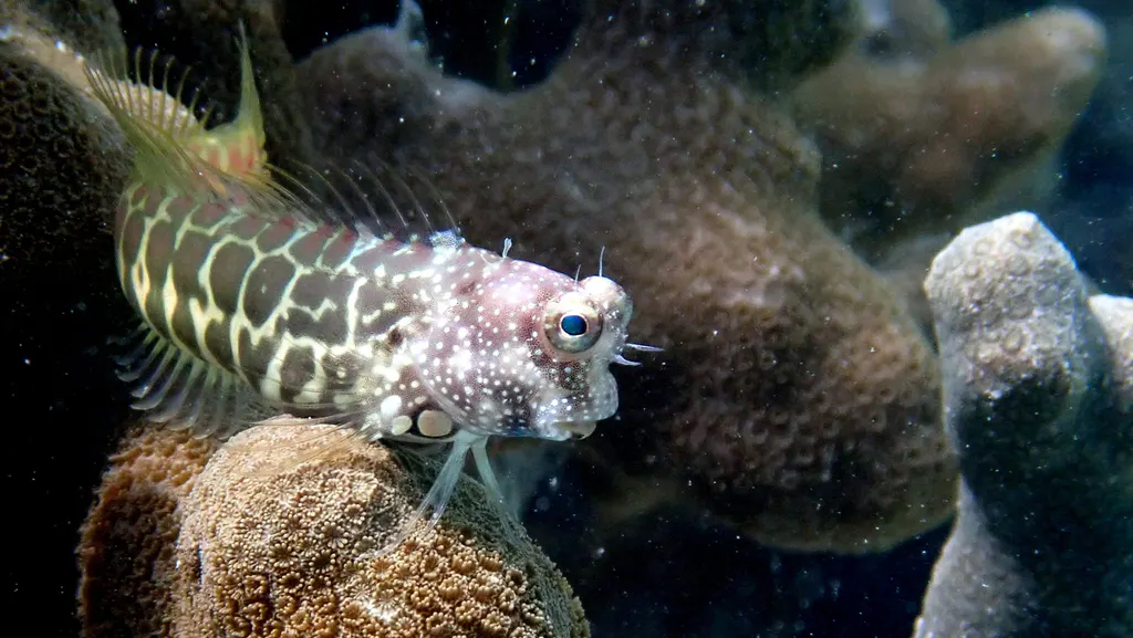 Underwater photograph by Joel Bergsma
