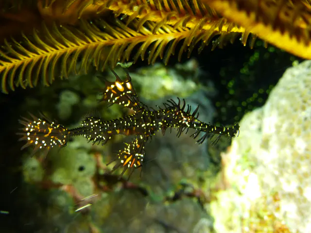 Ornate Ghost Pipefish.  Gerald Allen, et al, Reef Fish Identification - Tropical Pacific (2003), page 423.