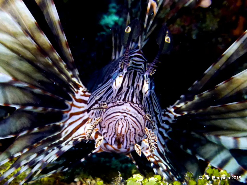 Underwater photograph by Joel Bergsma