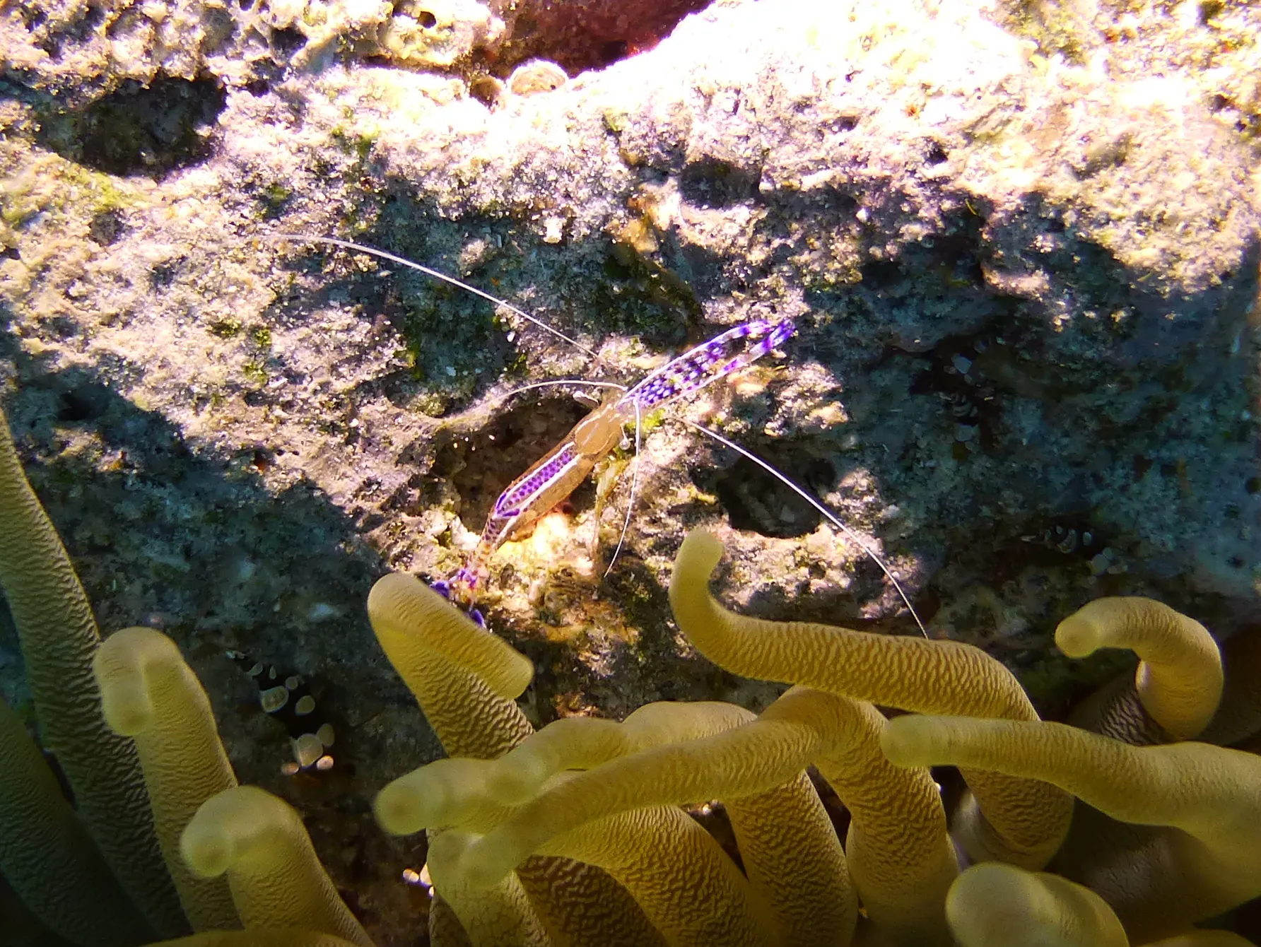 Bonaire underwater photograph, 2013