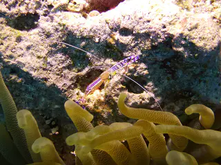 Underwater photograph by Joel Bergsma