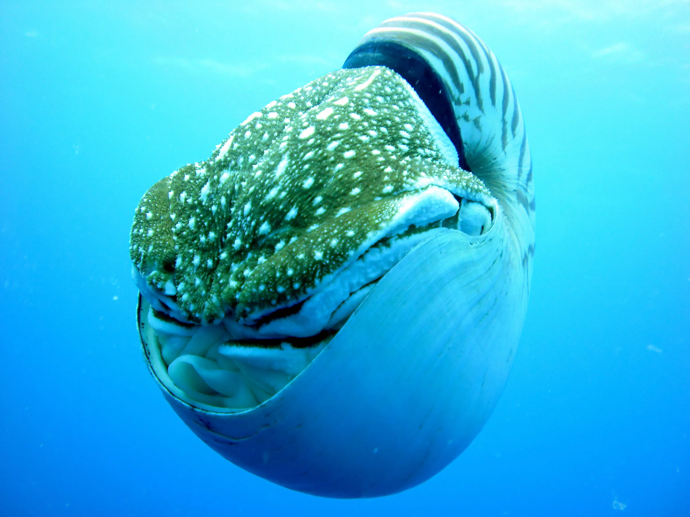 Emporer Nautilus aka Chambered Nautilus. Close up. Paul Humann, et al, Reef Creature Identification (2010), page 405.