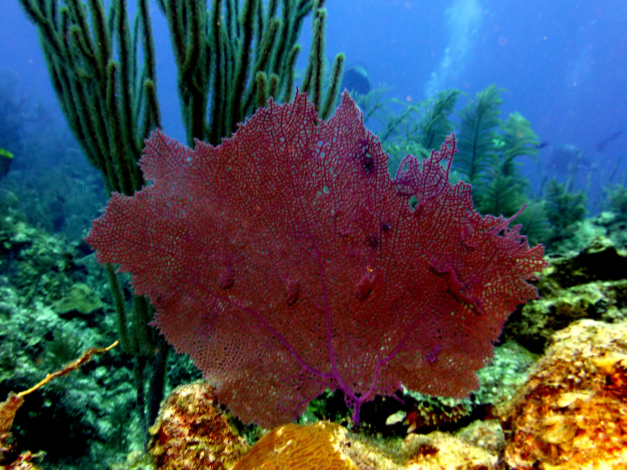 Sea Fan, Belize, 2017