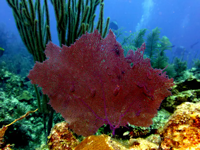 Underwater photograph by Joel Bergsma