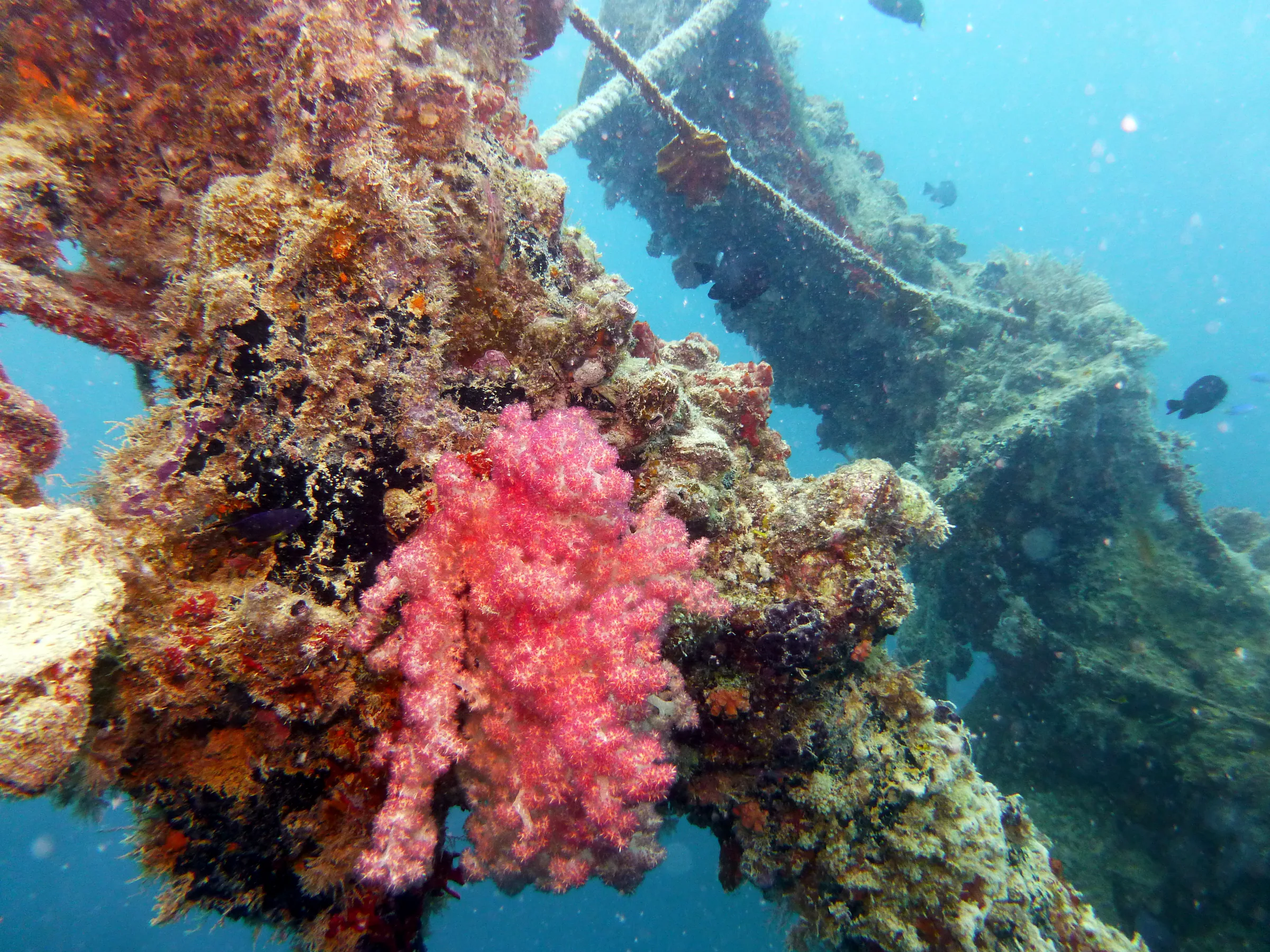 Palau underwater photograph, 2013