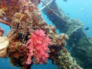Underwater photograph by Joel Bergsma