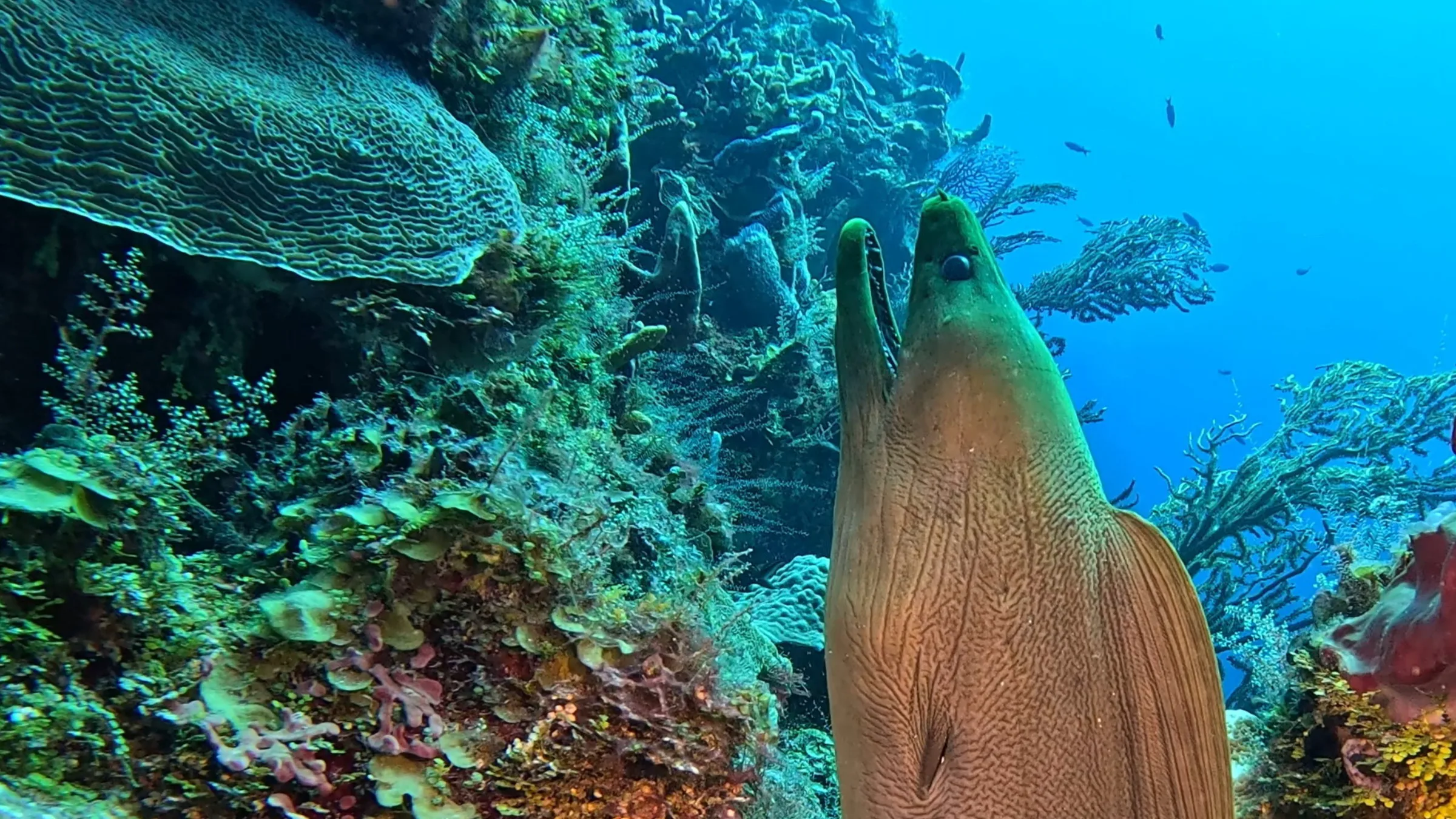 Cozumel underwater photograph, 2025